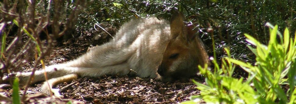 Red Neck Wallaby