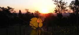 CorknFork Winery Tours