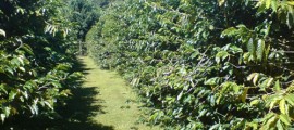 Green Lane Coffee