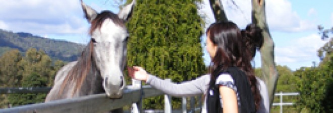 Horse Riding in the Scenic Rim