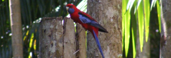 Gold Coast Hinterland Bushwalking