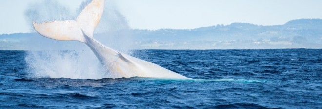 Migaloo